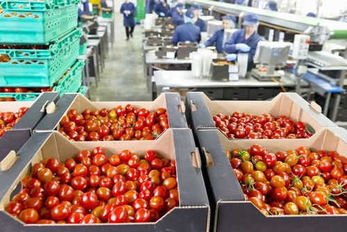 年前将至,五个成本低赚钱快的好项目,别再羡慕别人的死工资了