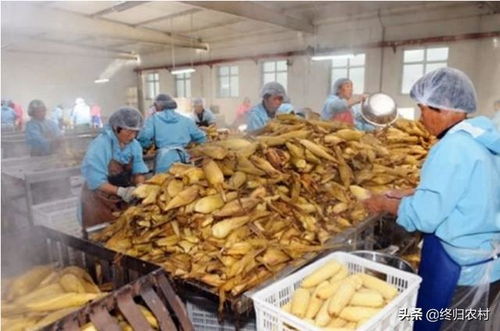 想在农村投资10 20万开个加工厂,雇佣10个帮工,做什么产品有前景