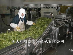 诸城旭鑫机械蔬菜加工设备购买指南 渠道、型号与价格解析